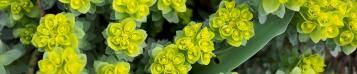 Image for Euphorbia