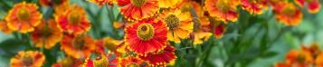 Image for Helenium