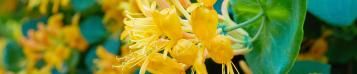 Image for Honeysuckle (Lonicera)