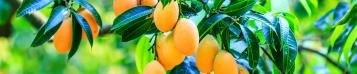Image for Mango (Mangifera indica)