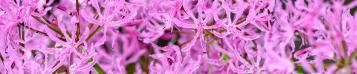Image for Nerine