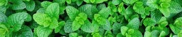 Image for Peppermint (Mentha × piperita)