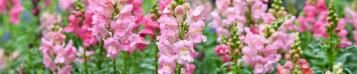 Image for Snapdragons (Antirrhinum majus)
