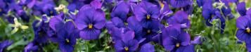 Image for Pansies and violets (Viola)
