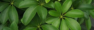 Image for Umbrella Tree