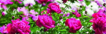 Image for Peony (Paeonia)