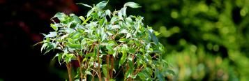 Image for Weeping Fig