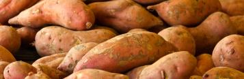 Image for Yam