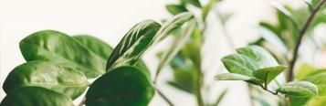 Image for Zanzibar Gem (ZZ Plant)