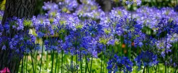 Image for Agapanthus