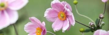 Image for Anemone 