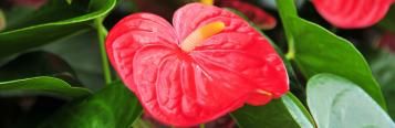 Image for Anthurium