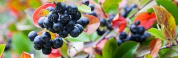 Image for Aronia
