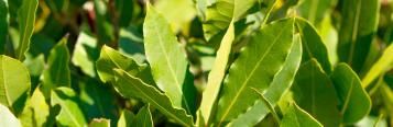 Image for Bay (Laurus nobilis)