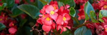 Image for Begonias