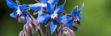 Image for Borage (Borago officinalis)