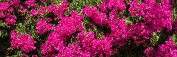 Image for Bougainvillea