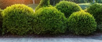 Image for Buxus