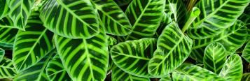 Image for Calathea (Calathea)