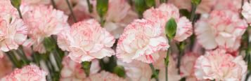 Image for Carnations