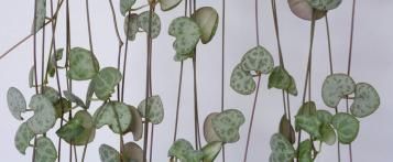 Image for Chinees lantaarnplantje