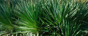 Image for Yucca 