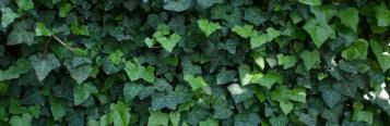Image for English Ivy