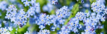 Image for Forget-Me-Nots (Myosotis)