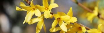 Image for Forsycje
