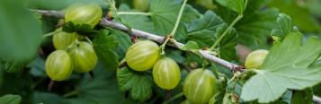 Image for Gooseberries