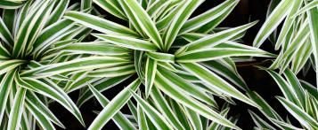 Image for Plante araignée 