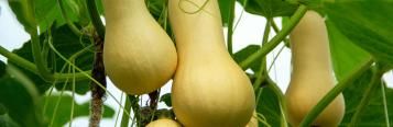 Image for Butternut squash (Cucurbita moschata)