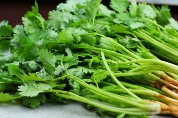 How to harvest coriander