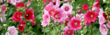 Image for Hollyhocks (Alcea rosea)