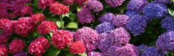 Image for Hydrangea