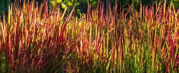 Image for Imperata cylindrica