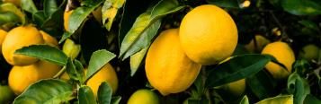 Image for Lemon Trees 