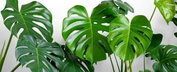 Image for Monstera