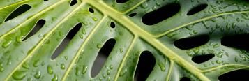 Image for Monstera Deliciosa