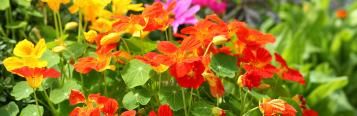 Image for Nasturtium