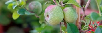 Image for Ornamental quince (Chaenomeles)