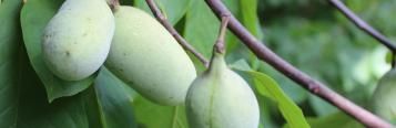Image for Paw Paw