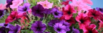 Image for Petunia