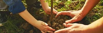 Image for How to plant a tree 