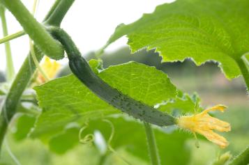 pollinate cucumber