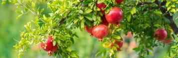 Image for Pomegranate