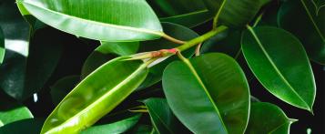 Image for Rubberplant