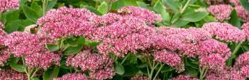Image for Sedum
