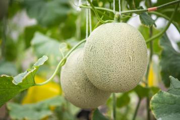 Image for Comment et quand planter des melons ?