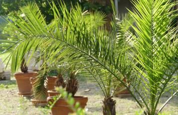 Image for Comment et quand planter un palmier ?